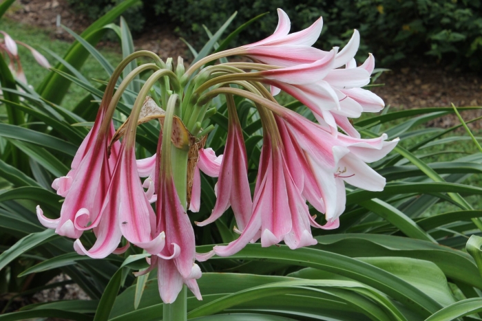 Кринум пауэлла