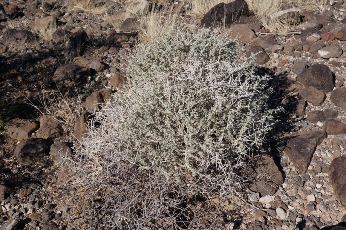 Верблюжья колючка перекати поле