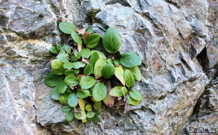 Бадан скальный