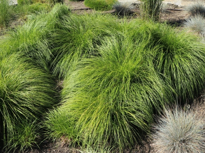 Каплесеменник раскидистый (споробол)