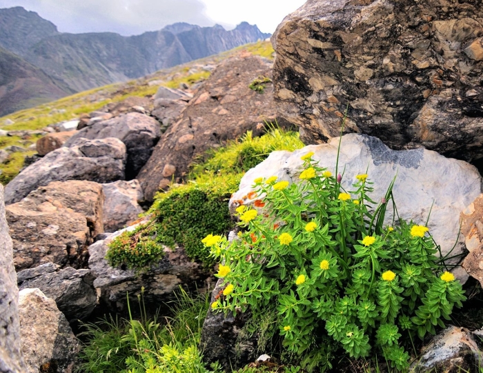 Родиола иремельская