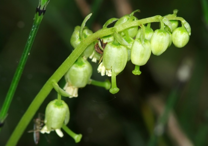 Ортилия однобокая