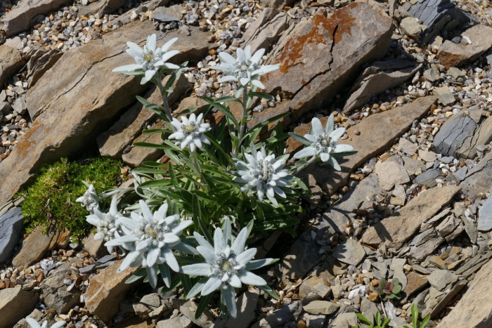 Горный цветок эдельвейс