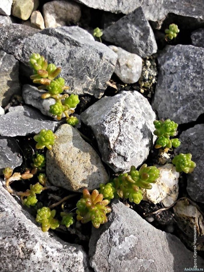 Растения растущие на камнях