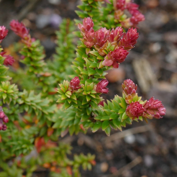 Trochocarpa thymifolia