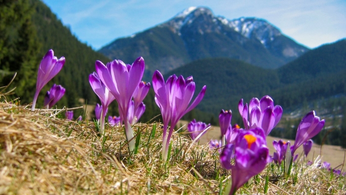 Крокусы бештау