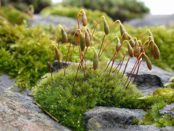 Bryum capillare