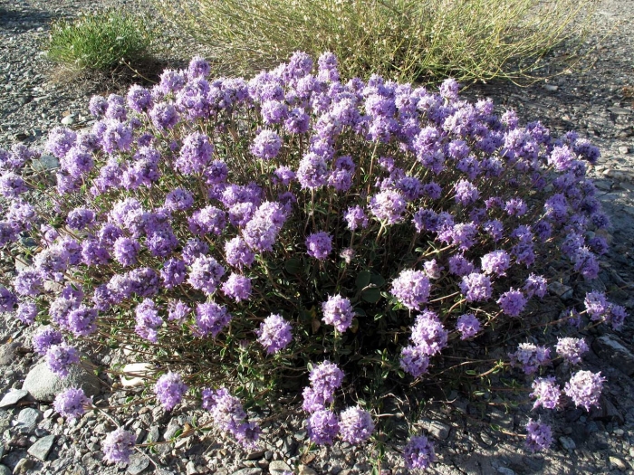 Зизифора головчатая