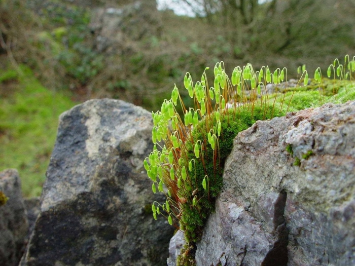 Bryum torquescens