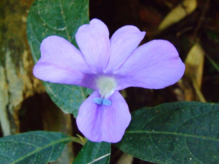 Барлерия голубая