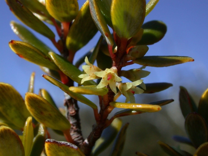 Ornithidium ruberrimum