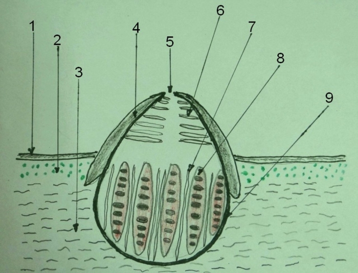 Глохидий беззубки личинка строение