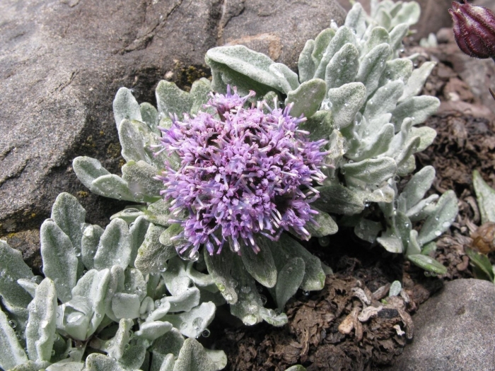 Соссюрея путоранская