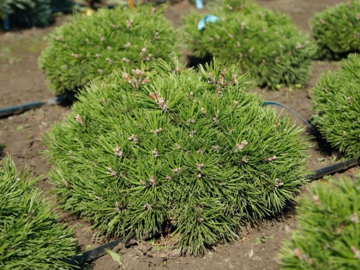 Сосна горная грюн вилле