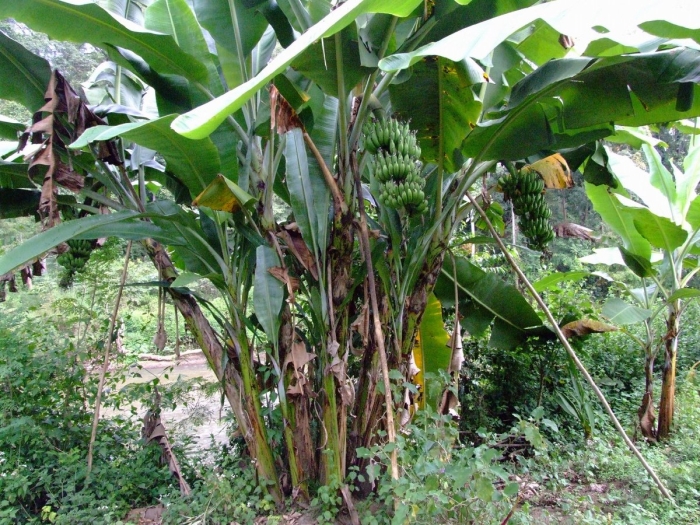 Банановая пальма