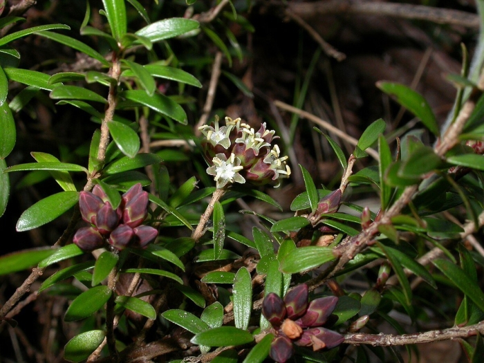 Loiseleuria procumbens