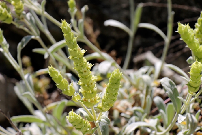Лимонник крымский железница