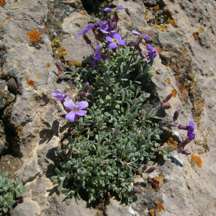 Обриета каскад ред