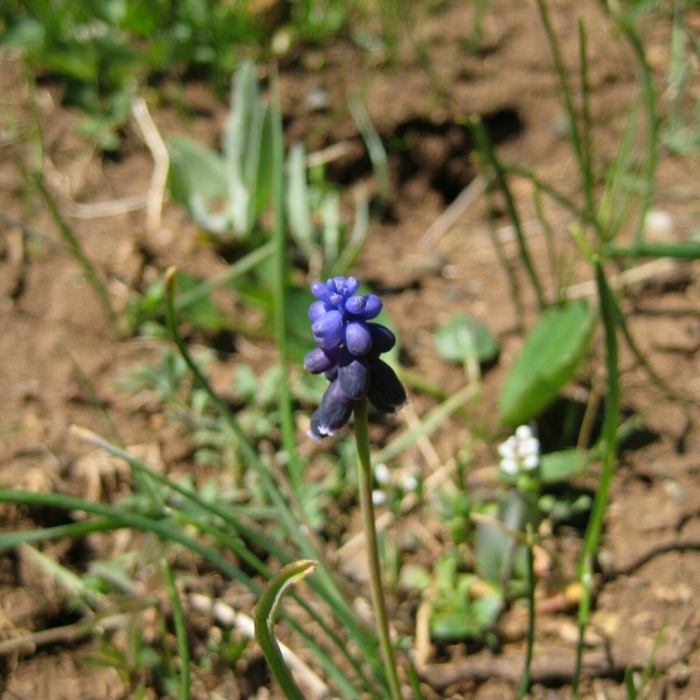Muscari armeniacum