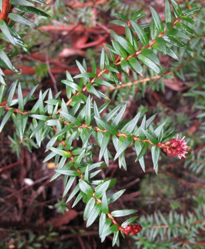 Podocarpus nivalis