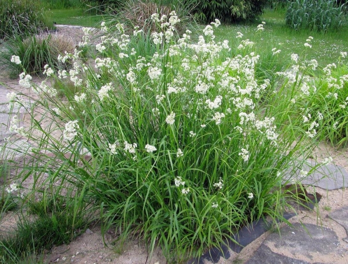 Ожика снежно-белая (luzula nivea)