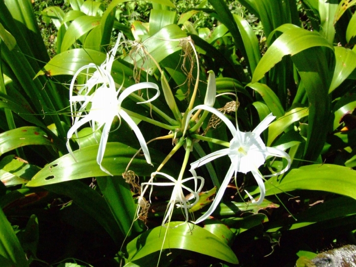 Гименокаллис карибский