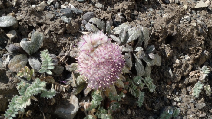 Соссюрея ледниковая