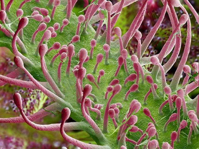 Растение биология