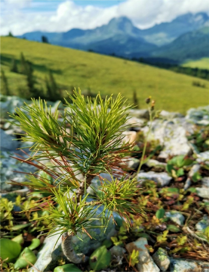 Кедровый стланик (pinus pumila)