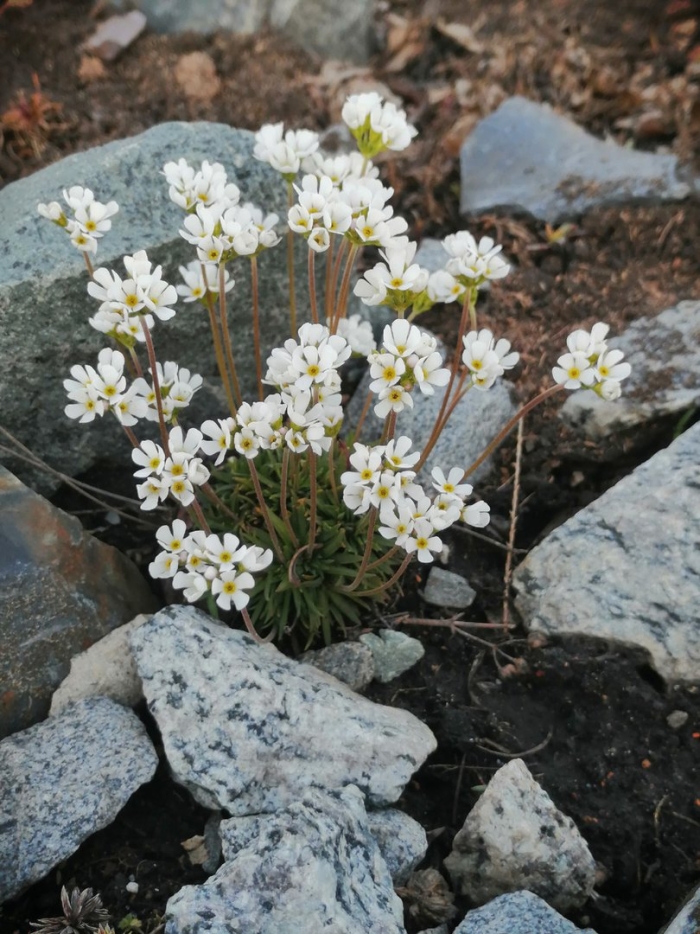 Проломник мохнатый (androsace villosa)