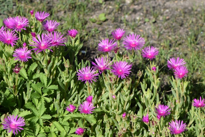 Delosperma cooperi