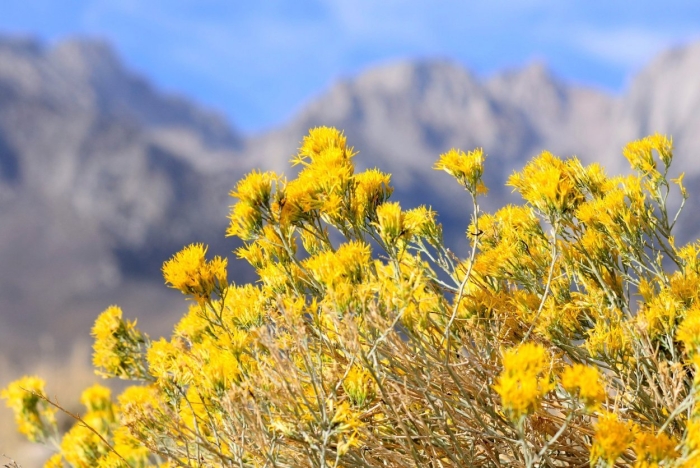 Желтые горные цветы