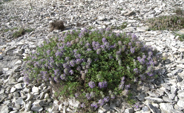 Зизифора клиноподиевидная