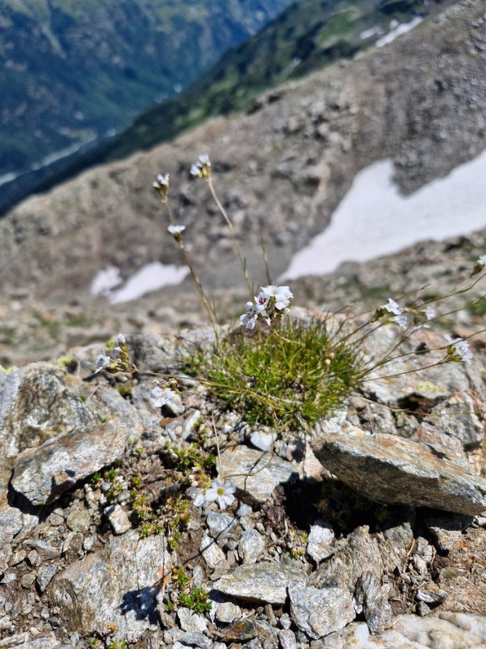 Горные цветы
