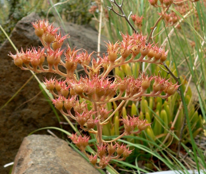 Dudleya viscida