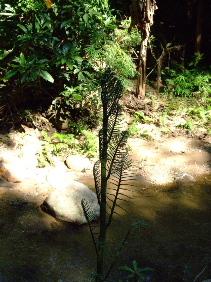 Matteuccia struthiopteris