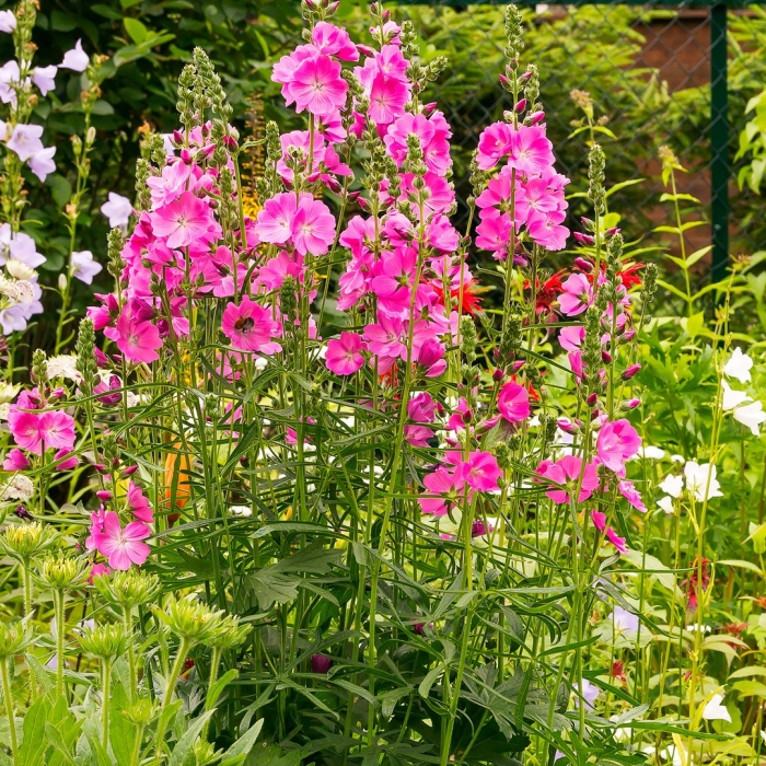 Сидальцея бриллиант