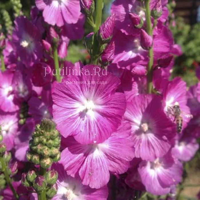 Флокс растение