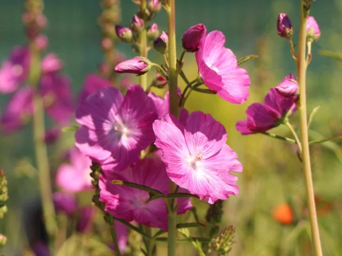 Сидальцея орегонская бриллиант