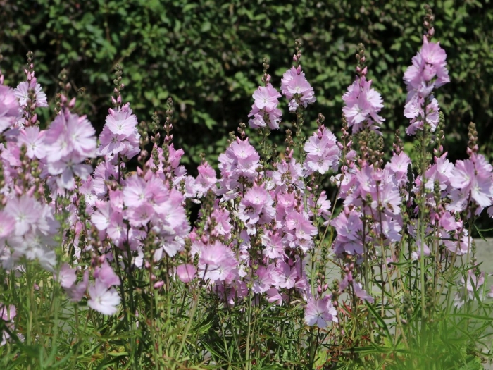 Сидальцея орегонская бриллиант