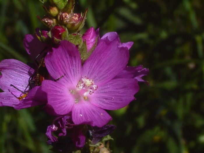 Malva alcea