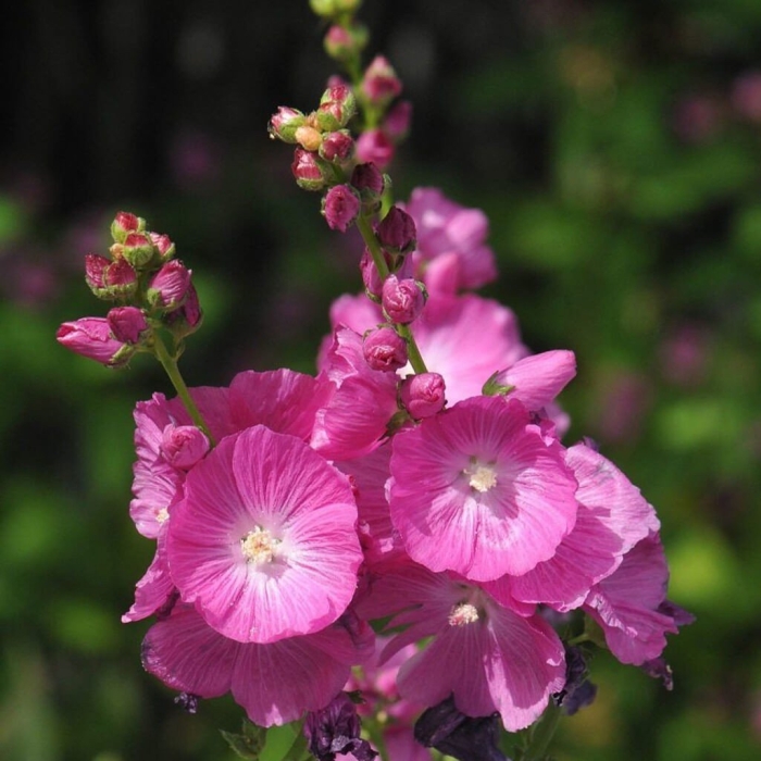 Цветок многолетний