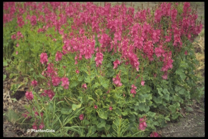 Сидальцея элси хью