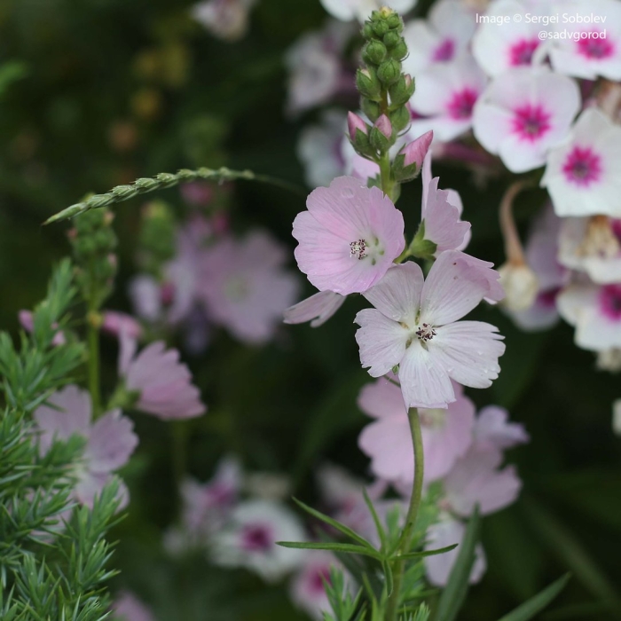 Сидальцея многолетник
