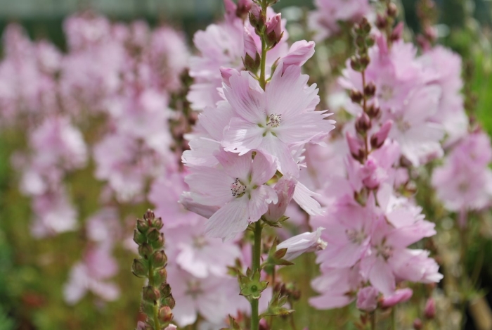 Сидальцея элси хью