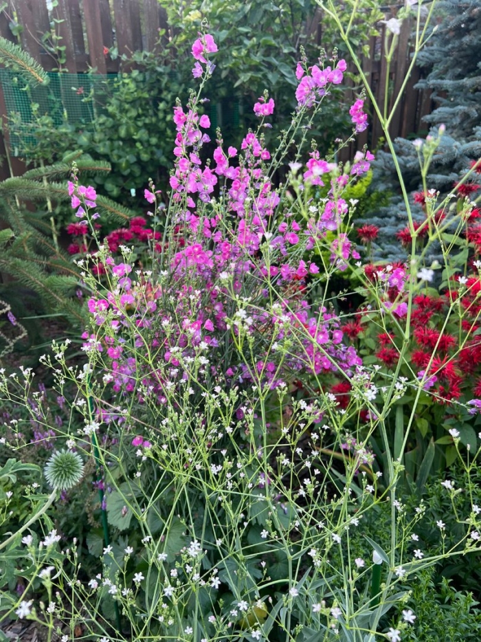 Мои любимые цветы