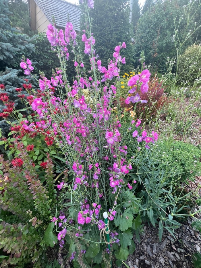 Сидальцея орегана