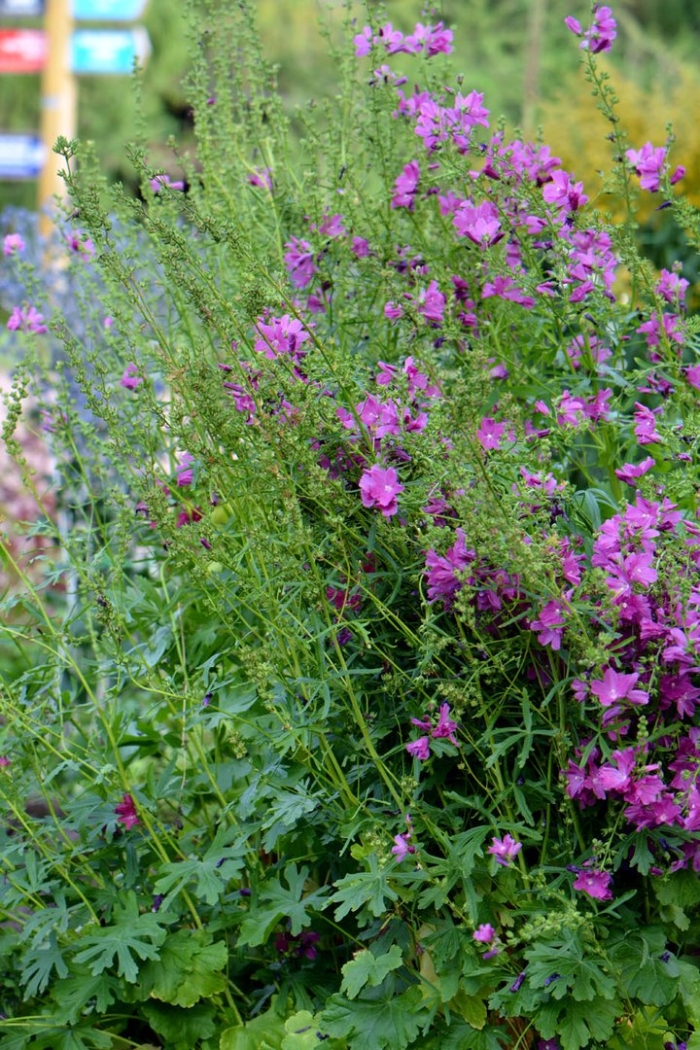 Сидальцея орегано бриллиант