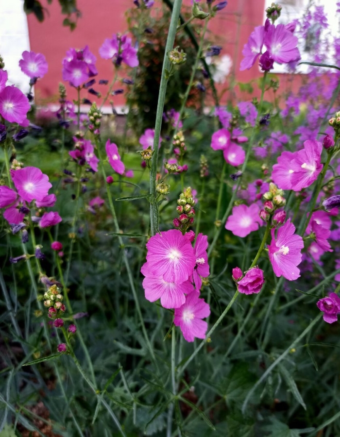 Сидальцея орегонская бриллиант