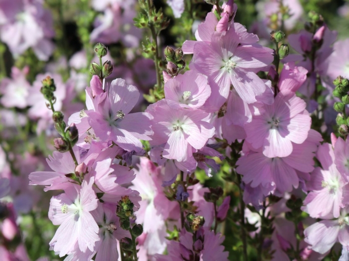 Сидальцея орегонская бриллиант